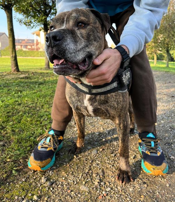 THOR PIT GENTILE Foto 2